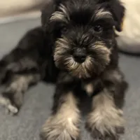 Mini Schnauzer, a male Miniature Schnauzer for sale in Demorest, GA – Photo 7 of 8