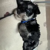 Mini Schnauzer, a male Miniature Schnauzer for sale in Demorest, GA – Photo 4 of 8