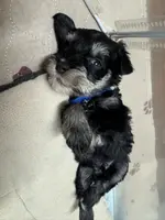 Mini Schnauzer, a male Miniature Schnauzer for sale in Demorest, GA – Photo 4 of 8