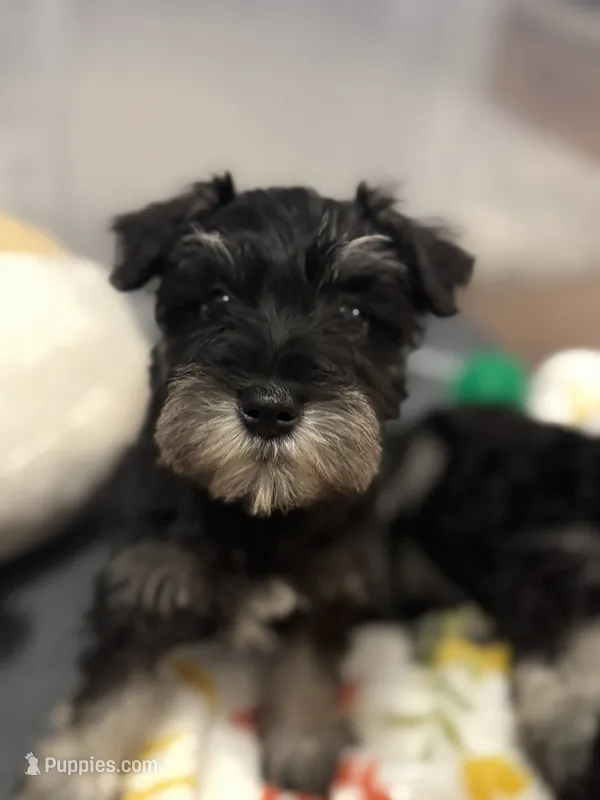 Mini Schnauzer