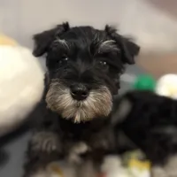 Mini Schnauzer, a male Miniature Schnauzer for sale in Demorest, GA – Photo 1 of 8