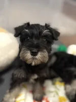 Mini Schnauzer, a male Miniature Schnauzer for sale in Demorest, GA – Photo 1 of 8