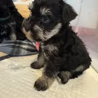 Mini Schnauzer, a male Miniature Schnauzer for sale in Demorest, GA – Photo 2 of 8
