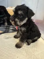 Mini Schnauzer, a male Miniature Schnauzer for sale in Demorest, GA – Photo 2 of 8
