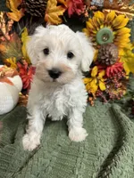 Gray collar Mini Schnauzer , a male Miniature Schnauzer for sale in Demorest, GA – 2 of 5