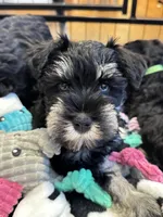 Stella’s Litter Mini Schnauzer , a female Miniature Schnauzer for sale in Demorest, GA – 1 of 6