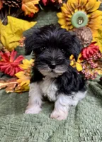 Parti Male Mini Schnauzer , a male Miniature Schnauzer for sale in Demorest, GA – 2 of 5