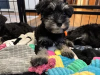 Stella’s Litter Mini Schnauzer , a female Miniature Schnauzer for sale in Demorest, GA – 4 of 6