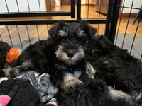 Stella’s Litter Mini Schnauzer , a female Miniature Schnauzer for sale in Demorest, GA – 2 of 6
