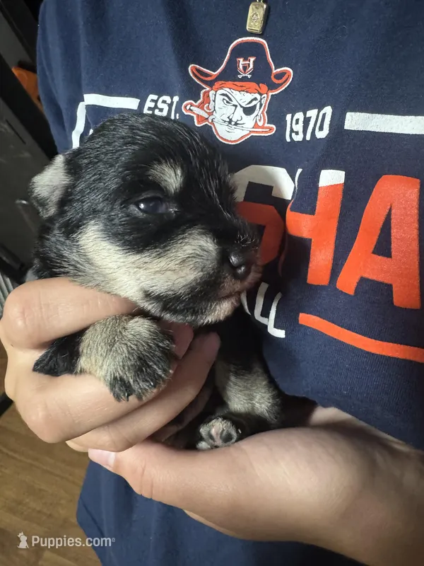 Stella’s Litter Mini Schnauzer  – Miniature Schnauzer puppy for sale in Demorest, GA