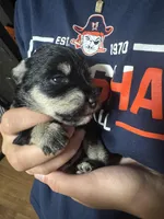 Stella’s Litter Mini Schnauzer , a female Miniature Schnauzer for sale in Demorest, GA – Photo 1 of 4