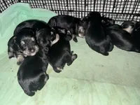 Stella’s Litter Mini Schnauzer , a female Miniature Schnauzer for sale in Demorest, GA – Photo 3 of 4