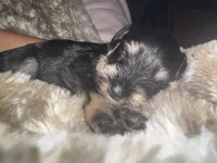 Stella’s Litter Mini Schnauzer , a female Miniature Schnauzer for sale in Demorest, GA – Photo 2 of 4