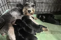 Stella’s Litter Mini Schnauzer , a female Miniature Schnauzer for sale in Demorest, GA – Photo 4 of 4