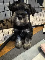 Stella’s Litter Mini Schnauzer , a female Miniature Schnauzer for sale in Demorest, GA – 3 of 6