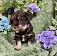 Liver Tan Female , a female Miniature Schnauzer for sale in Demorest, GA – 2 of 6