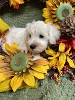 Gray collar Mini Schnauzer , a male Miniature Schnauzer for sale in Demorest, GA – 5 of 5
