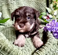Liver Tan Female , a female Miniature Schnauzer for sale in Demorest, GA – 4 of 6