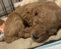 Mini Poodle, a female Miniature Schnauzer for sale in Demorest, GA – Photo 4 of 4