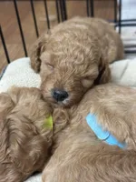 Mini Poodle, a female Miniature Schnauzer for sale in Demorest, GA – Photo 1 of 4