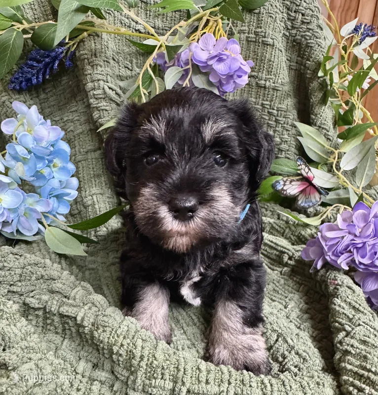 Black and Silver Blue Collar  – Miniature Schnauzer puppy for sale in Demorest, GA