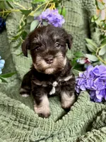 Liver Tan Female , a female Miniature Schnauzer for sale in Demorest, GA – 3 of 6