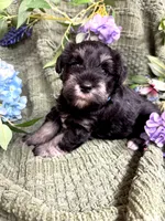 Black and Silver Blue Collar , a female Miniature Schnauzer for sale in Demorest, GA – 5 of 5