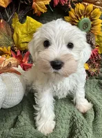 Green Collar Mini Schnauzer , a male Miniature Schnauzer for sale in Demorest, GA – 2 of 5