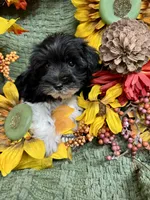 Parti Male Mini Schnauzer , a male Miniature Schnauzer for sale in Demorest, GA – 3 of 5