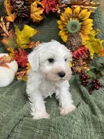 Green Collar Mini Schnauzer , a male Miniature Schnauzer for sale in Demorest, GA – 1 of 5