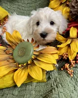 Gray collar Mini Schnauzer , a male Miniature Schnauzer for sale in Demorest, GA – 3 of 5