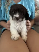 Mini Schnoodle Male , a male Schnoodle for sale in Demorest, GA – 3 of 4