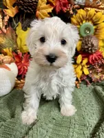 Gray collar Mini Schnauzer , a male Miniature Schnauzer for sale in Demorest, GA – 1 of 5