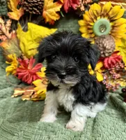 Parti Male Mini Schnauzer , a male Miniature Schnauzer for sale in Demorest, GA – 1 of 5