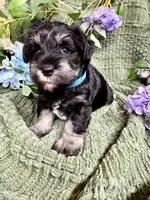 Black and Silver Blue Collar , a female Miniature Schnauzer for sale in Demorest, GA – 4 of 5