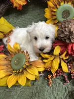 Gray collar Mini Schnauzer , a male Miniature Schnauzer for sale in Demorest, GA – 4 of 5