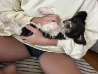 Mini Schnoodle Male , a male Schnoodle for sale in Demorest, GA – 1 of 4