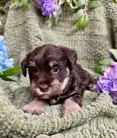 Liver Tan Female , a female Miniature Schnauzer for sale in Demorest, GA – 5 of 6