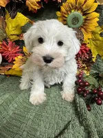 Green Collar Mini Schnauzer , a male Miniature Schnauzer for sale in Demorest, GA – 4 of 5