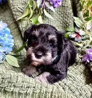 Black and Silver Blue Collar , a female Miniature Schnauzer for sale in Demorest, GA – 3 of 5