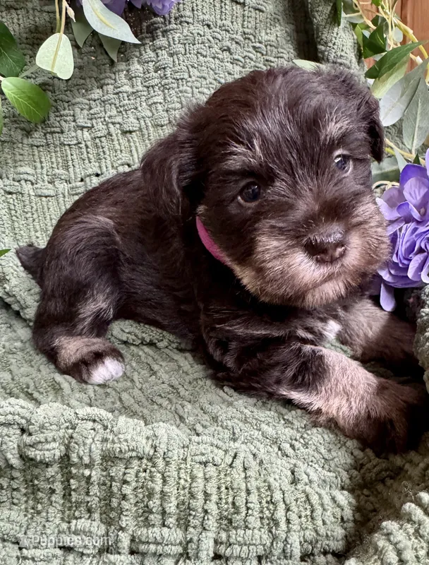 Liver Tan Female  – Miniature Schnauzer puppy for sale in Demorest, GA