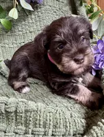 Liver Tan Female , a female Miniature Schnauzer for sale in Demorest, GA – 1 of 6