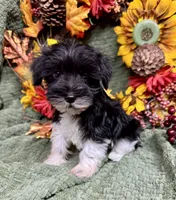 Parti Male Mini Schnauzer , a male Miniature Schnauzer for sale in Demorest, GA – 4 of 5