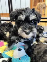 Stella’s Litter Mini Schnauzer , a female Miniature Schnauzer for sale in Demorest, GA – 6 of 6