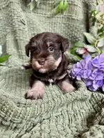 Liver Tan Female , a female Miniature Schnauzer for sale in Demorest, GA – 6 of 6