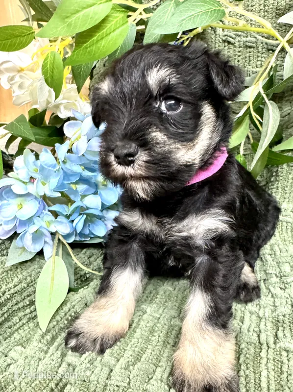Stella’s Litter Mini Schnauzer  – Miniature Schnauzer puppy for sale in Demorest, GA