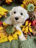 Green Collar Mini Schnauzer , a male Miniature Schnauzer for sale in Demorest, GA – 5 of 5