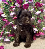 Gray Collar Male , a male Miniature Schnauzer for sale in Demorest, GA – Photo 2 of 3