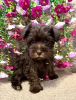 Gray Collar Male , a male Miniature Schnauzer for sale in Demorest, GA – Photo 3 of 3