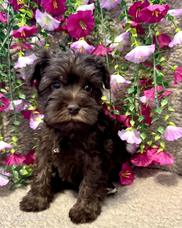 Gray Collar Male  – Miniature Schnauzer puppy for sale in Demorest, GA